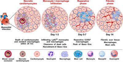 Basophils beyond allergic and parasitic diseases